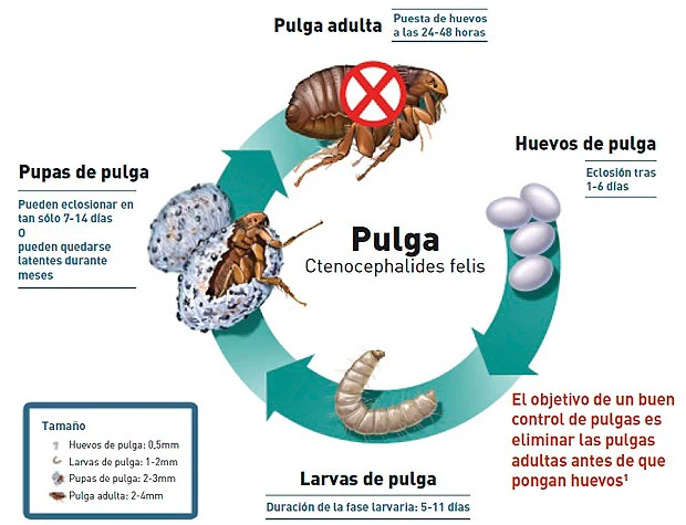 Locion para Pulgas